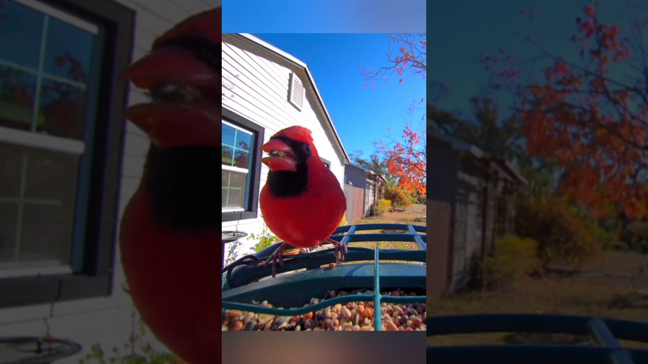 Mr. Cardinal, February, FL 🌴
