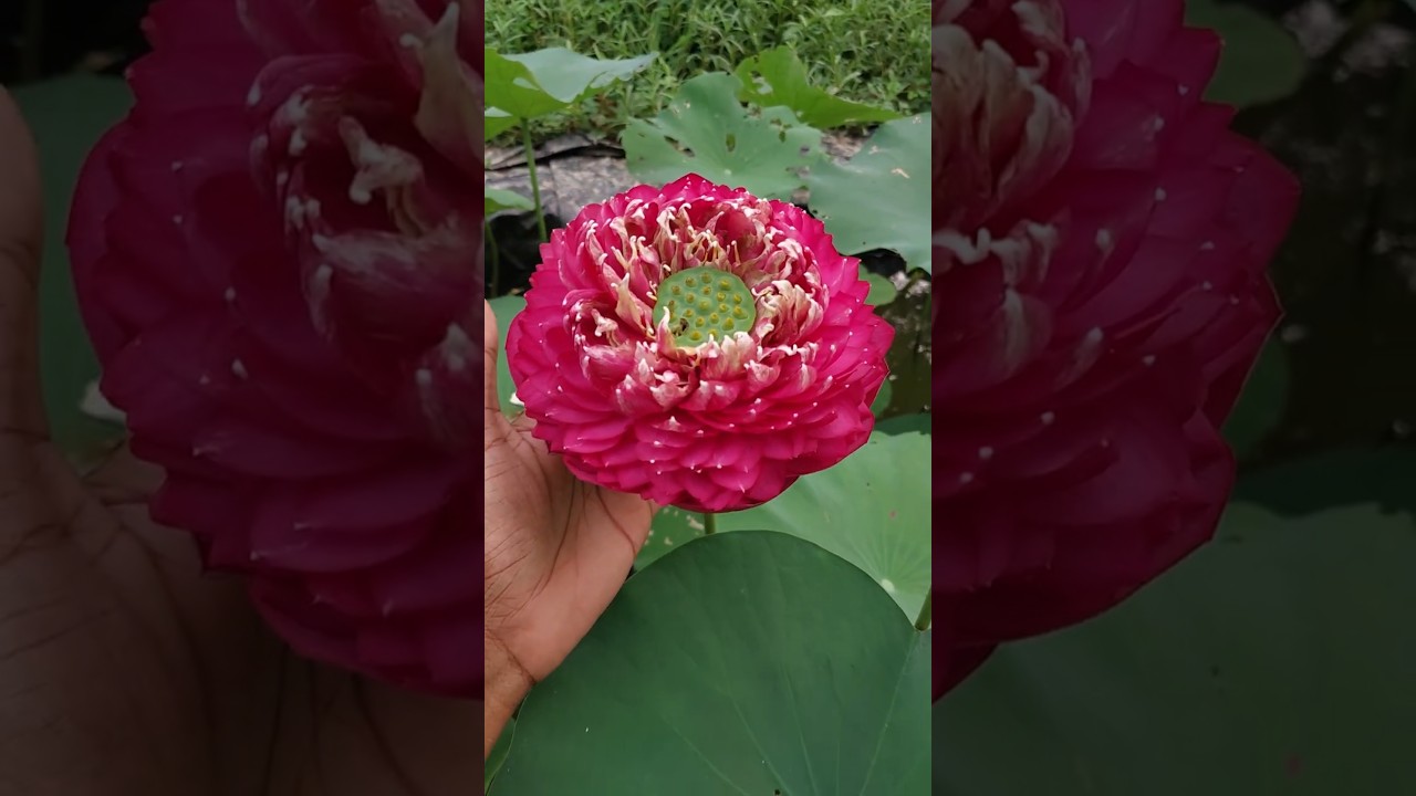 D9 Lotus #youtubeshorts #shorts #lotus #lotuscultivation