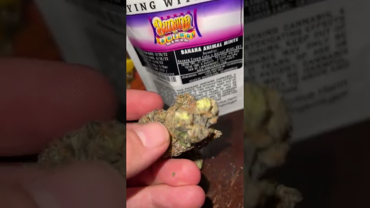 Banana Animal Mints 🔥Jungle Boys
