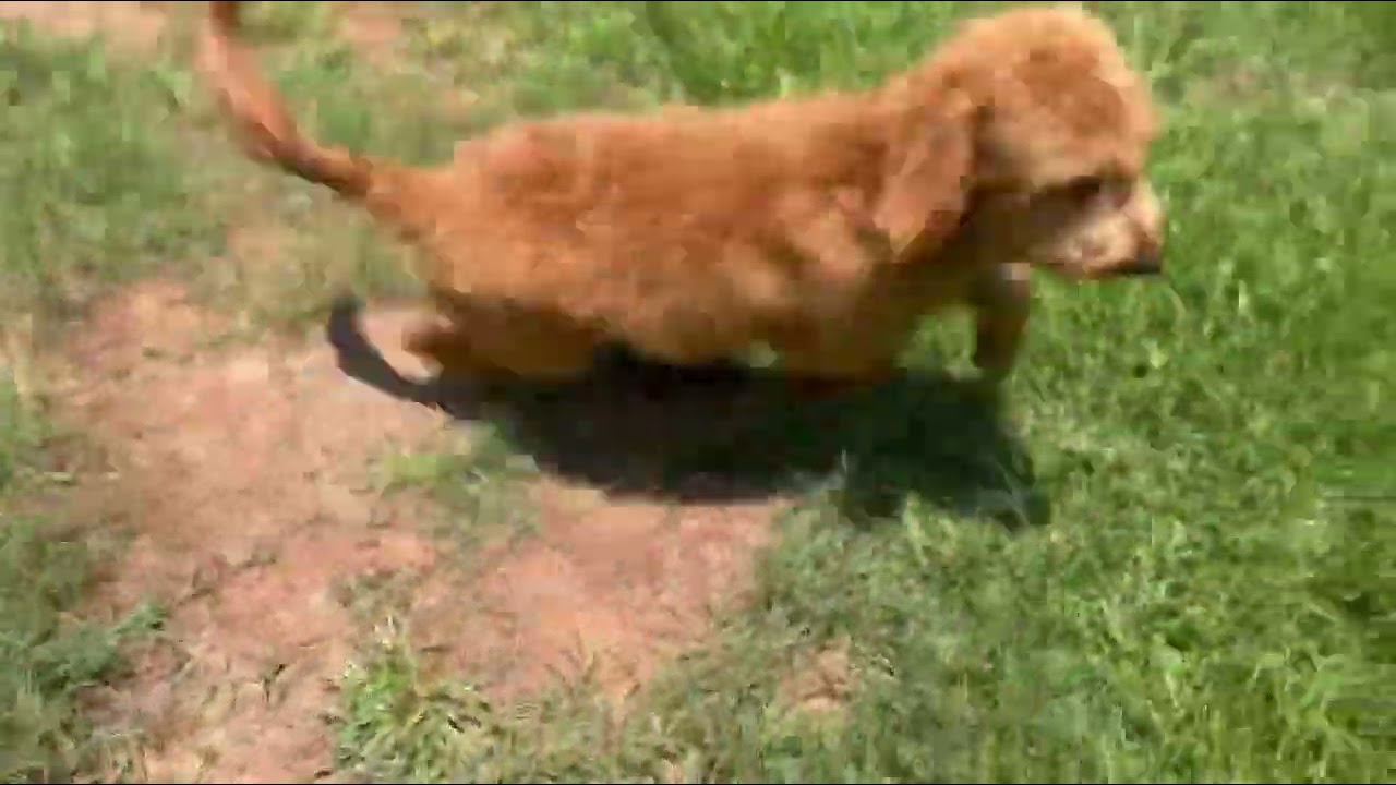 Tabias Male Mini Goldendoodle F1B Staycation!