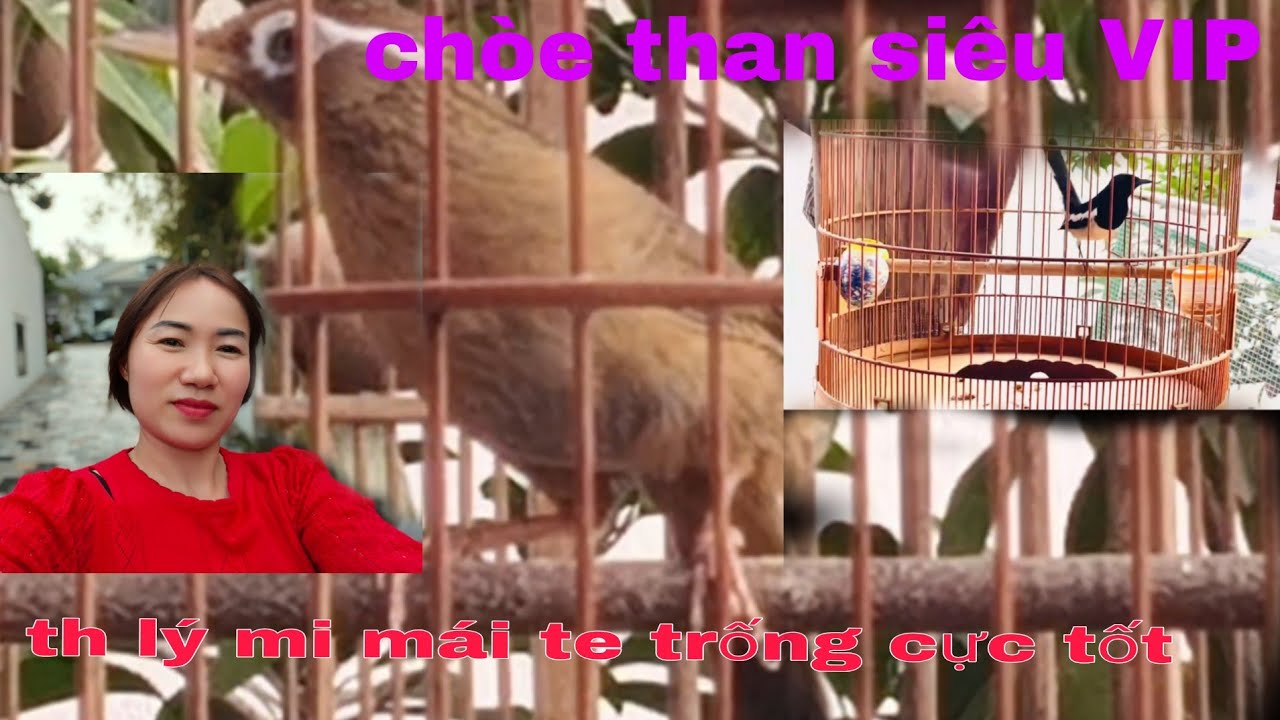 Thanh lý mi mái+chòe siêu VIP -mời AE chốt!