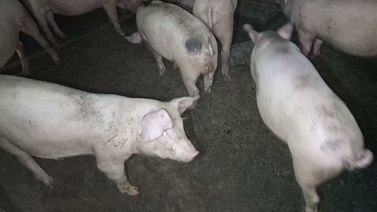 nourir Les porcs,l'engraissement des porcelets