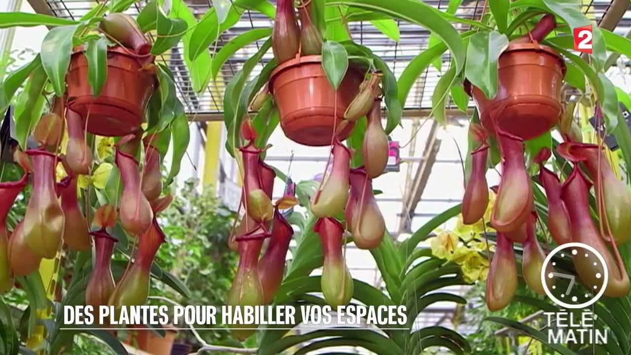 Jardin - Les plantes tombantes pour habiller vos espaces - 2016/01/06