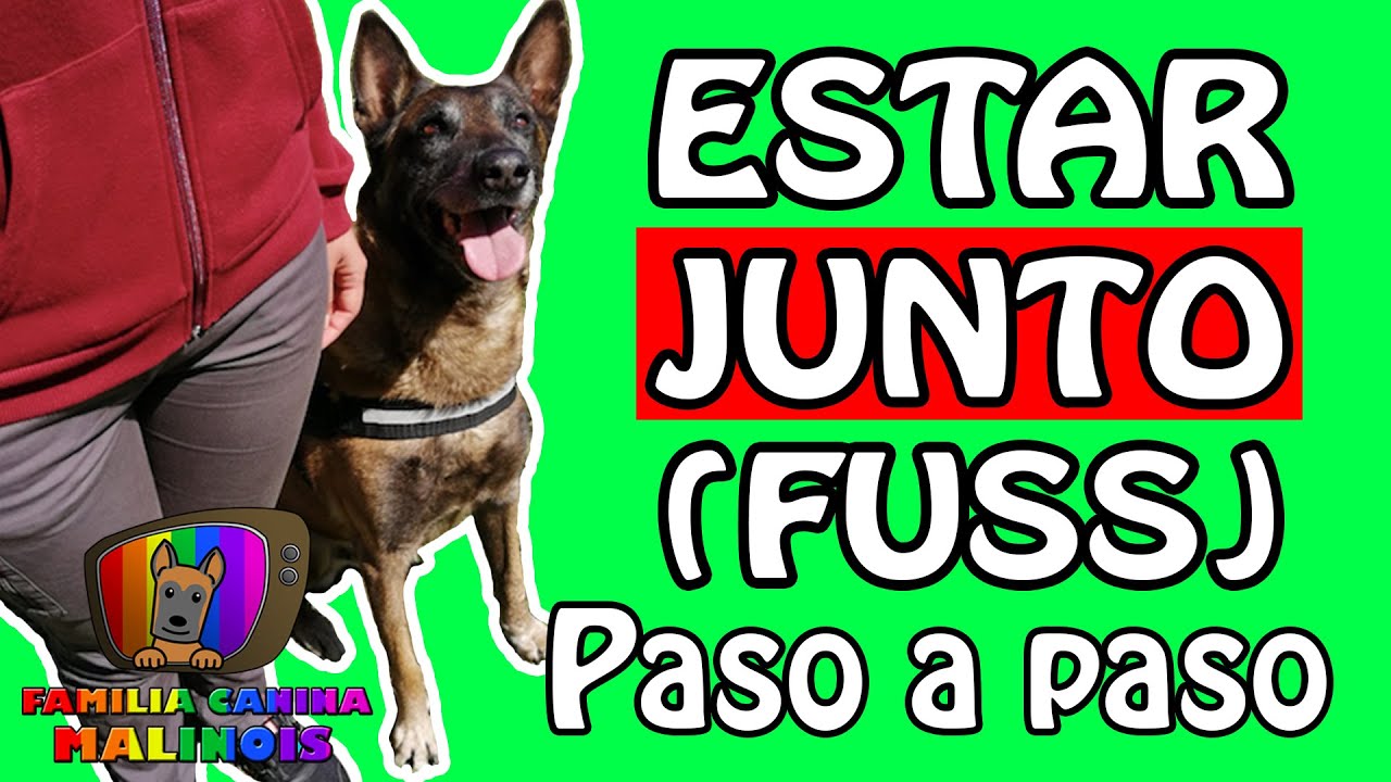 Cómo ENSEÑAR a un PERRO a ESTAR o PASEAR JUNTO (FUSS) | Adiestramiento Canino en Obediencia