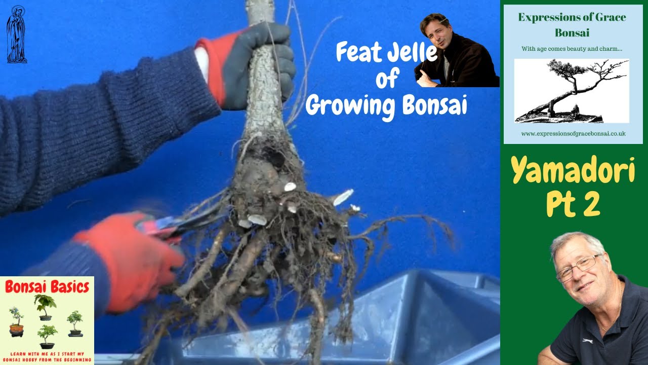 Potting your collected tree - Bonsai Basics