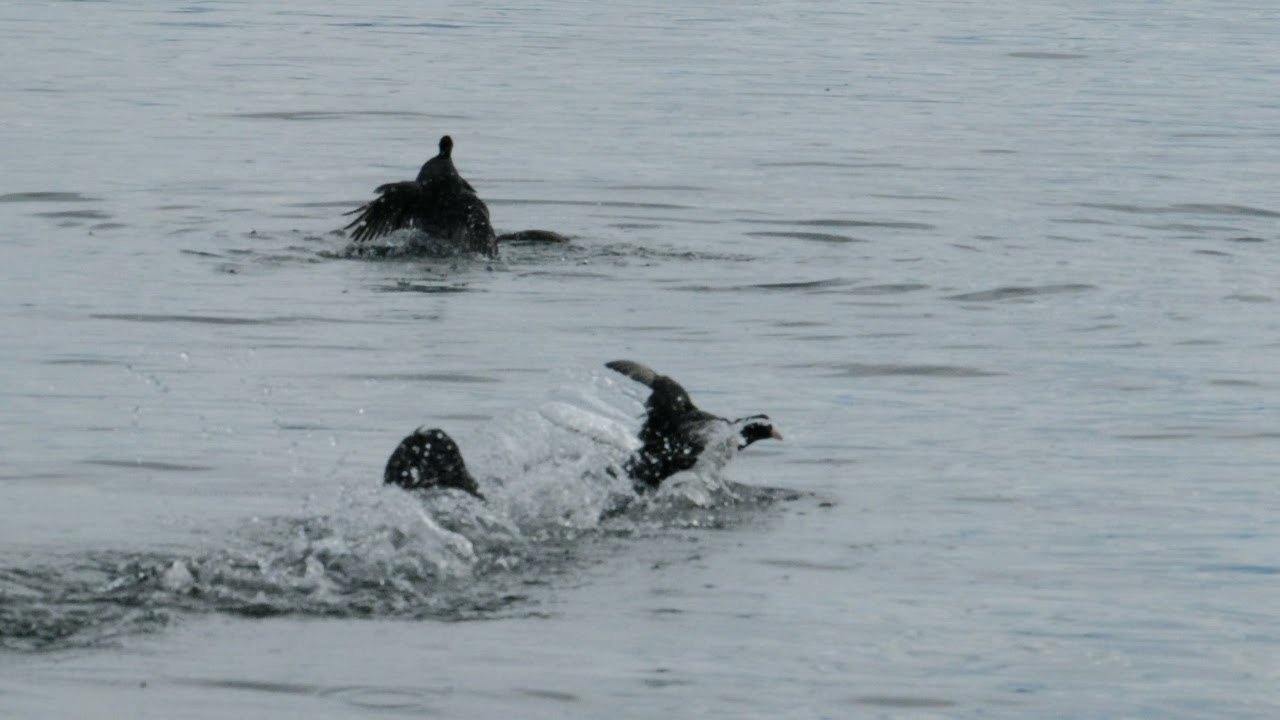 Bl&auml;sshuhn Kampf