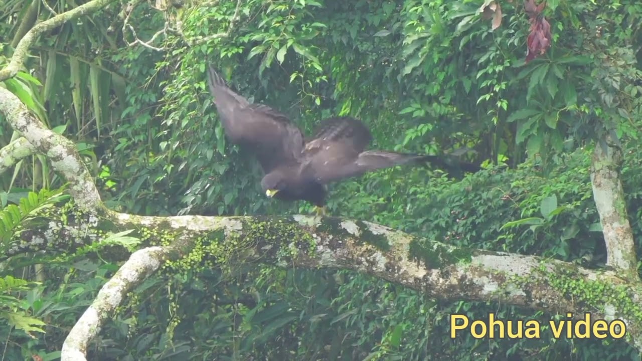 林鵰幼鳥 Black Eagle Jr. 2023 7/22