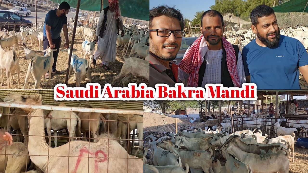 Qurbani Ka Bakra Le Lya | Bakra Mandi In Saudi Arabia | Goat Camel &Cow Mandi 🐐🐫 | Eid al Adha 2023