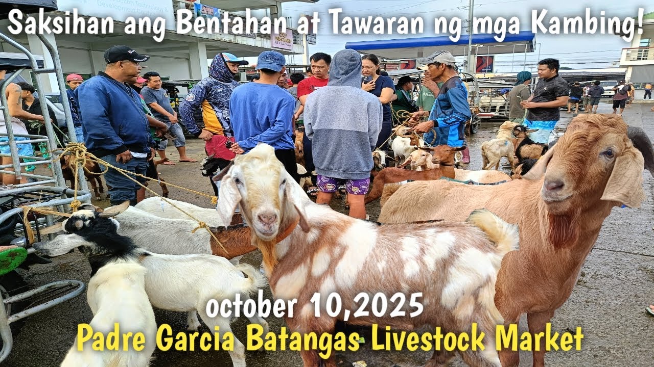 Price Update ng mga Kambing sa Padre Garcia Batangas!