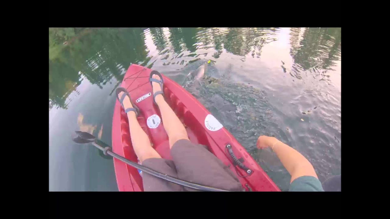 5 Pound Rainbow Trout out of Kayak, Western Washington