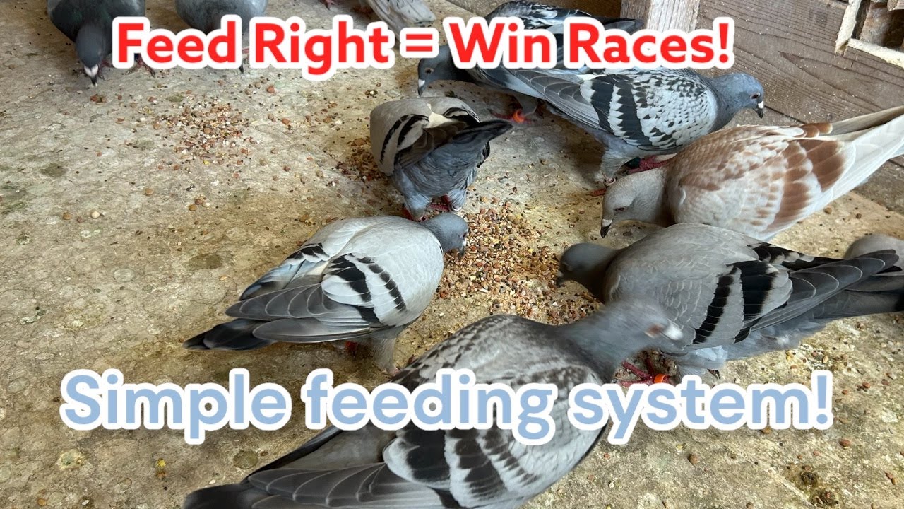 How to Feed Racing Pigeons the Right Way | Keep Your System Simple
