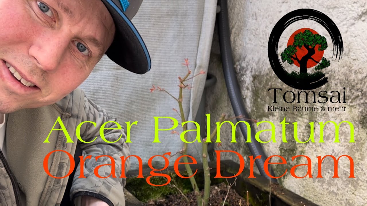 Ahorn Acer Palmatum Orange Dream , Bonsai 29/22
