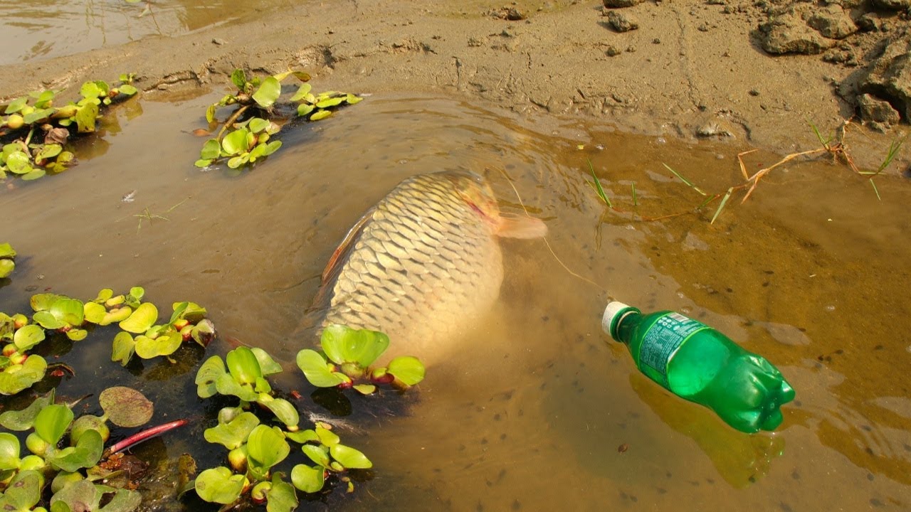 Unique Fish Trap With Plastic Bottle! Amazing Fish Video!