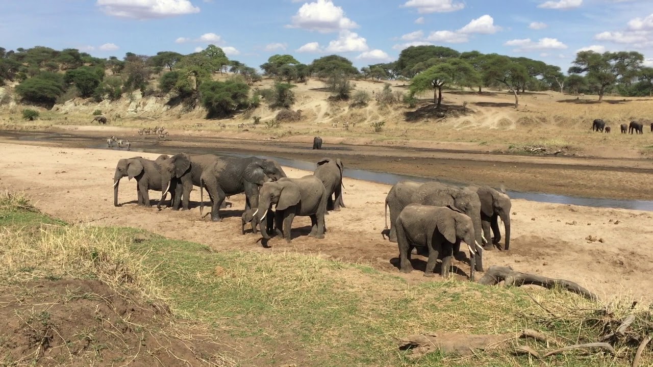 Parc National de Tarangire