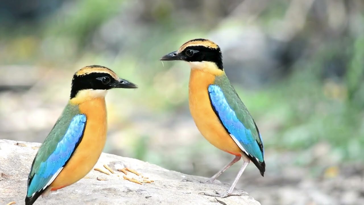 FairyPitta#shorts #ColorfulBirds#BirdsOfAsia