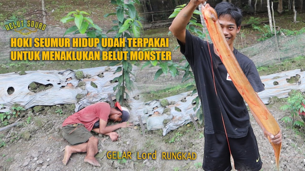 REKOR !! HOKI SEUMUR HIDUP DIPAKAI UNTUK MENAKLUKAN BELUT MONSTER