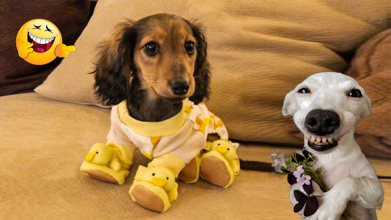 I Can't With These Dogs!!🤣🐶 Best Funniest Dog Videos of Week
