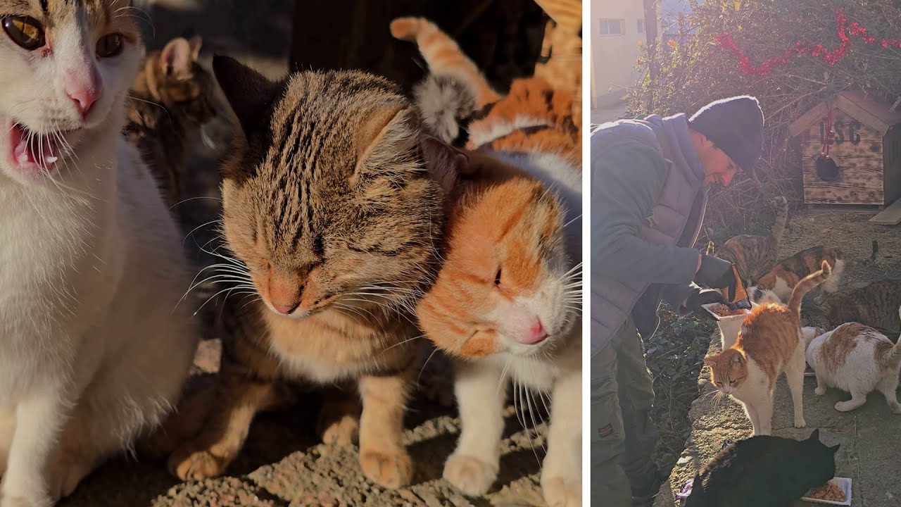 A Kitty Hotel Filled With Love 🏠🐱 The Man Who Dedicated His Life to Street Cats