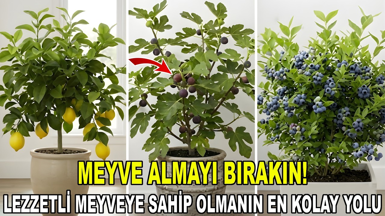 Saksıda ve Küçük Alanlarda İyi Gelişen En İyi 10 Meyve Ağacı - Şaşırtıcı Verim Sağlayan