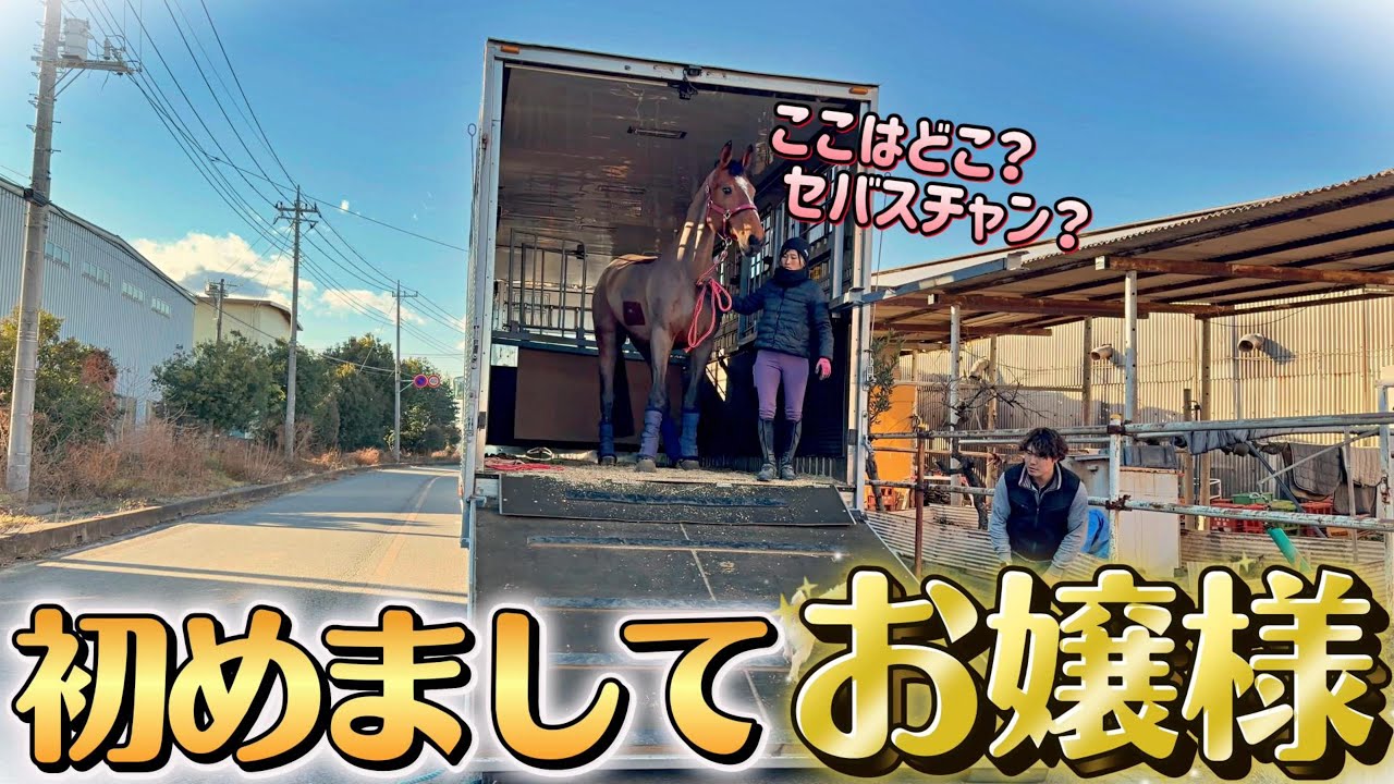 到着した瞬間に溢れ出る気品高きオーラ。「私が来たわよ？お出迎えは？」美しすぎるお嬢様馬が新たな仲間になりました。【ツルマルボーイ様のシモベ】