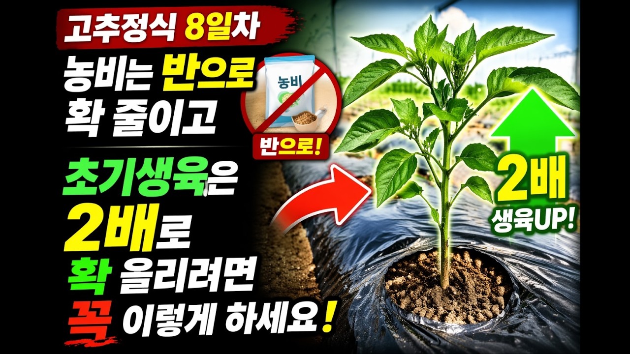 고추 정식 후 초기 생육 2배를 위한 방법!!!! 농사의 여신표 고추 농사 잘 짓는 법!!