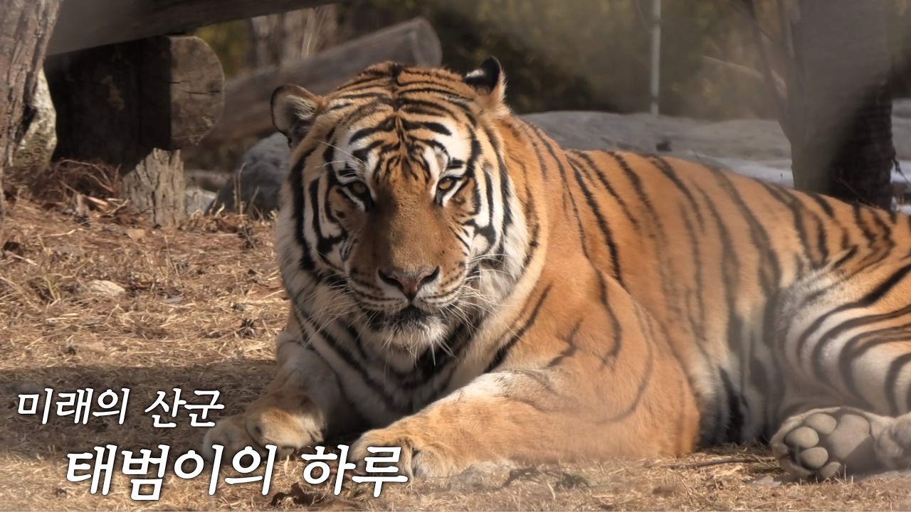 출근·순찰·훈련·퇴근… 태범이 하루 다 담았습니다! 🐯