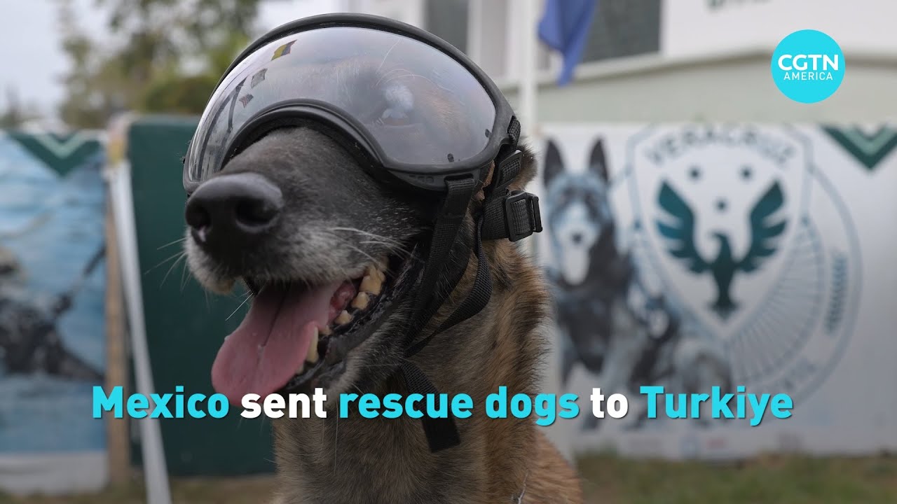 Mexico sent rescue dogs to Turkiye