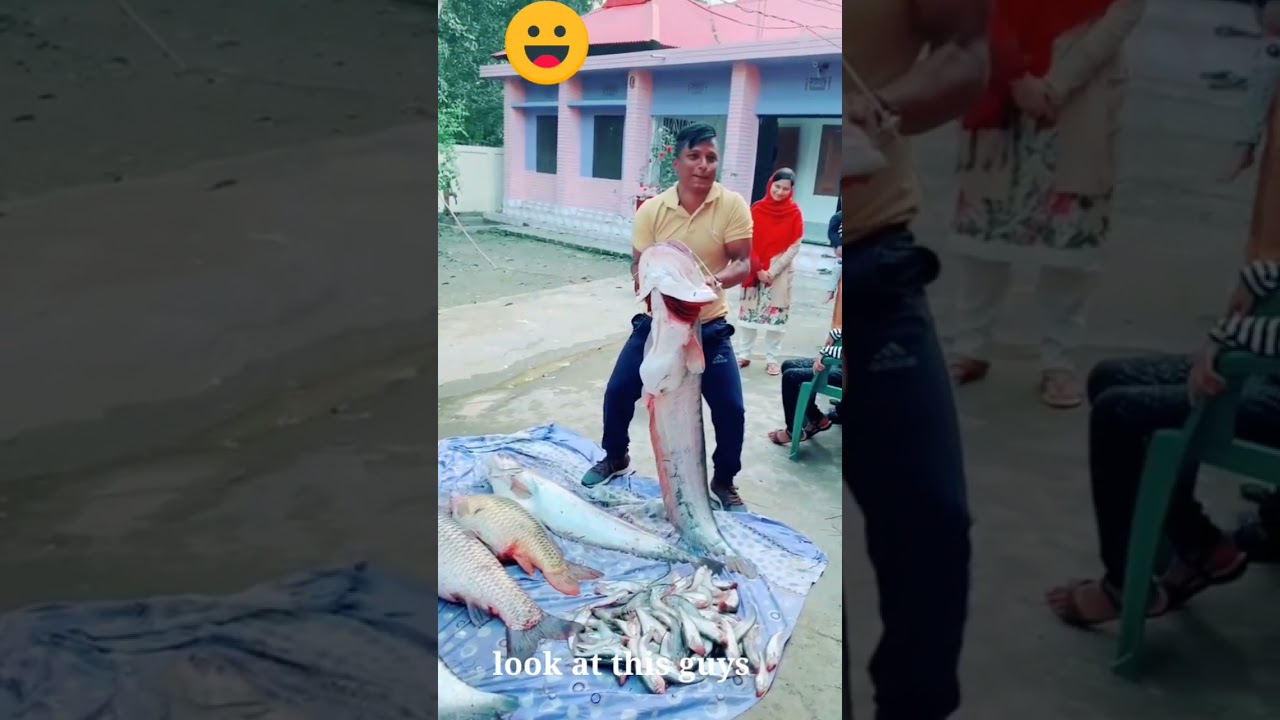 A boal fish of large size || Fish hunting || Catching the big boal fish #shorts #shortvideo