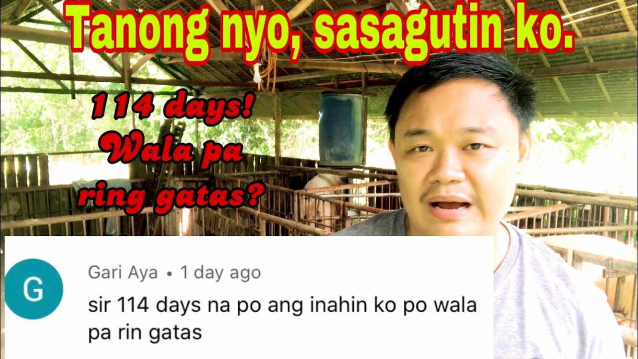 Bakit 114 days na ang inahing baboy wala pa ring gatas | Ryan Patenio