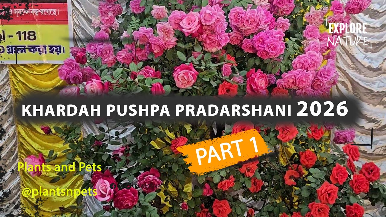 Khardah Flower Show 2026 Part-1 | Roses & Bonsai