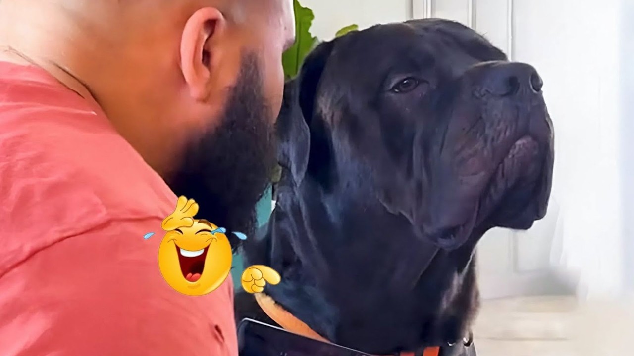 Hilarious Dogs That Will Make You Laugh Instantly 😂🐶 Funny Dog Video 2026