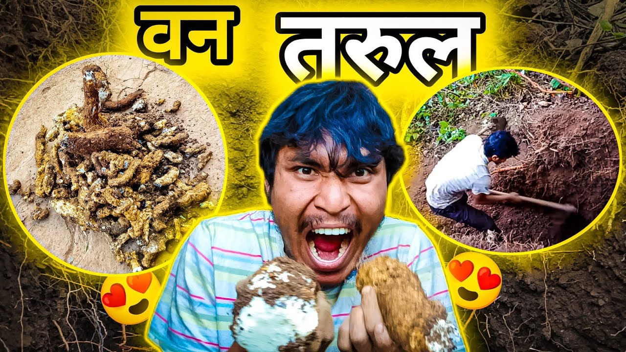 माघे संक्रान्तिंको लागि तरुल खन्दै !! 😋😋|| जङ्गलमा मंगल् || #dreamvlogger .