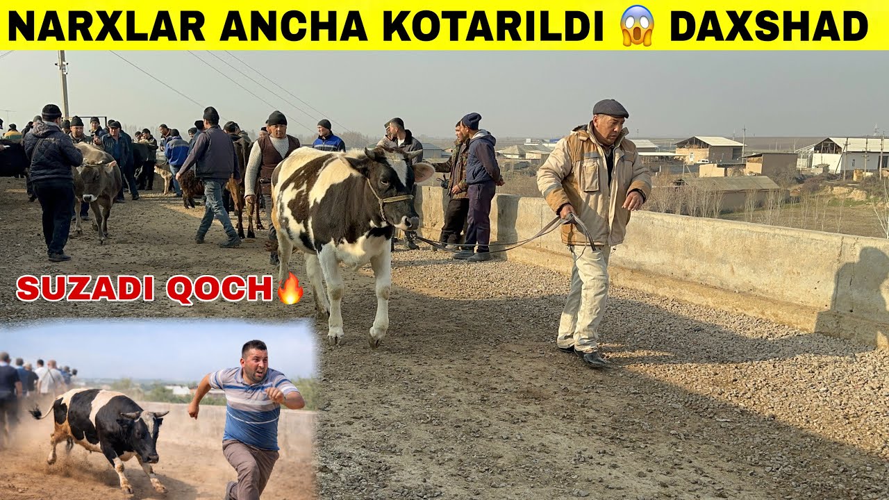 DAXSHAD😱BUGUN BOZOR YONDI🔥Shoxidon Faqat Sotilganlari#2026 #molbozor 