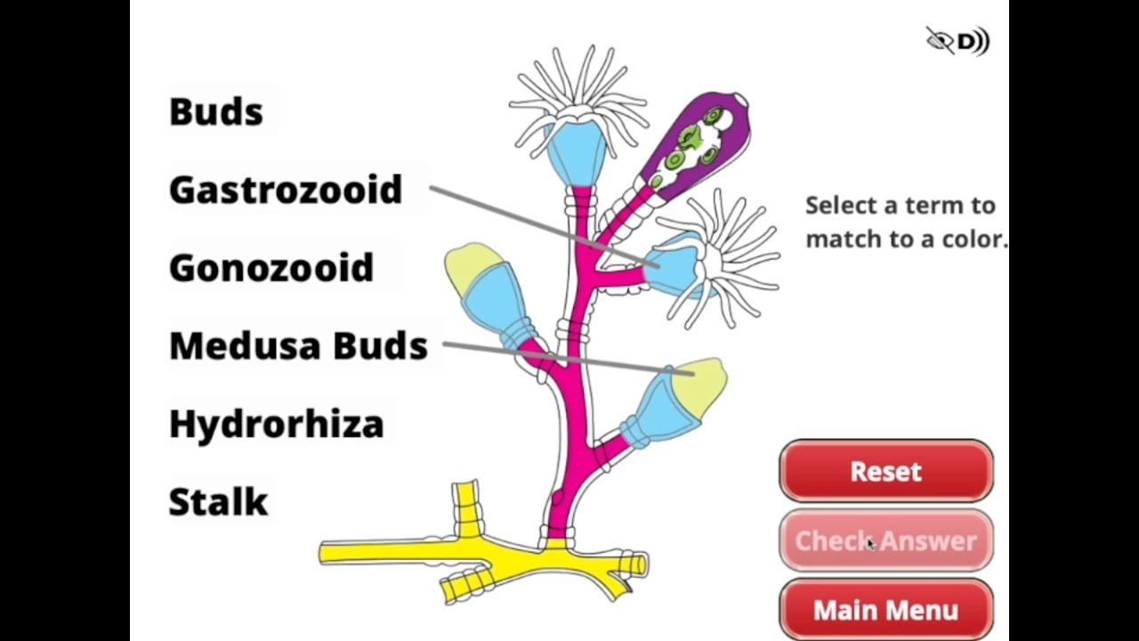 Hydrozoan Life Cycle Walkthrough