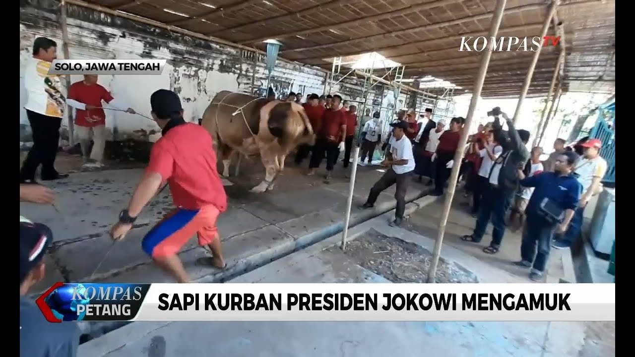 Detik-Detik Sapi Kurban Presiden Jokowi Mengamuk