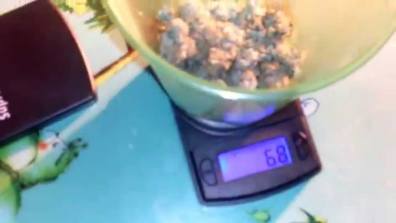 Wet weight of harvest 31grams dry weight coming up