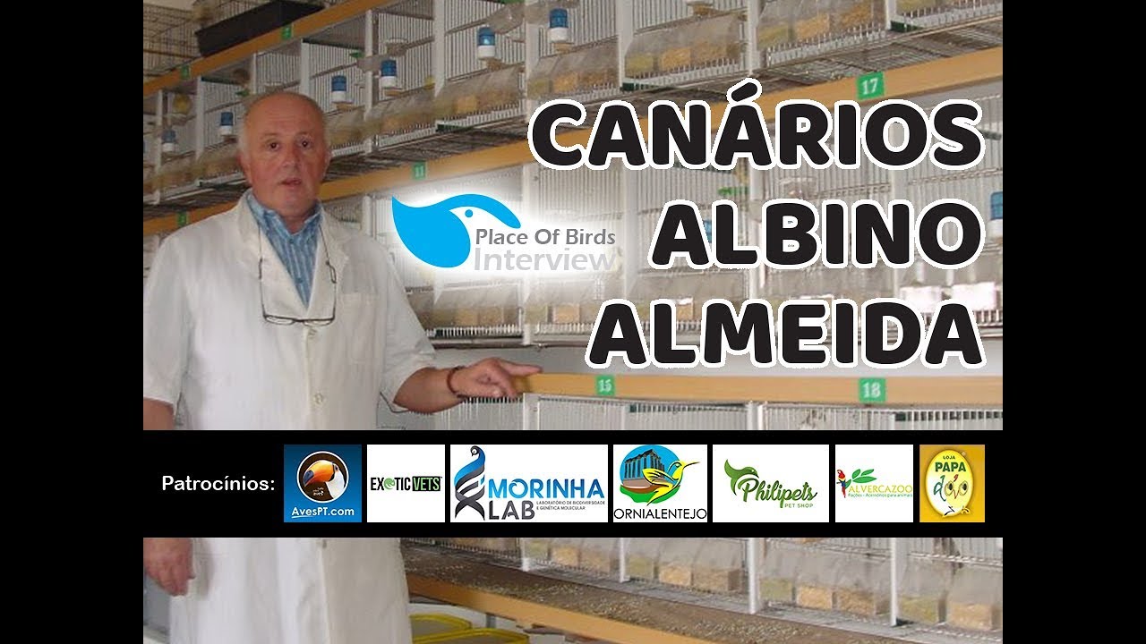ALBINO ALMEIDA - CRIADOR DE CANÁRIOS GLOSTER!