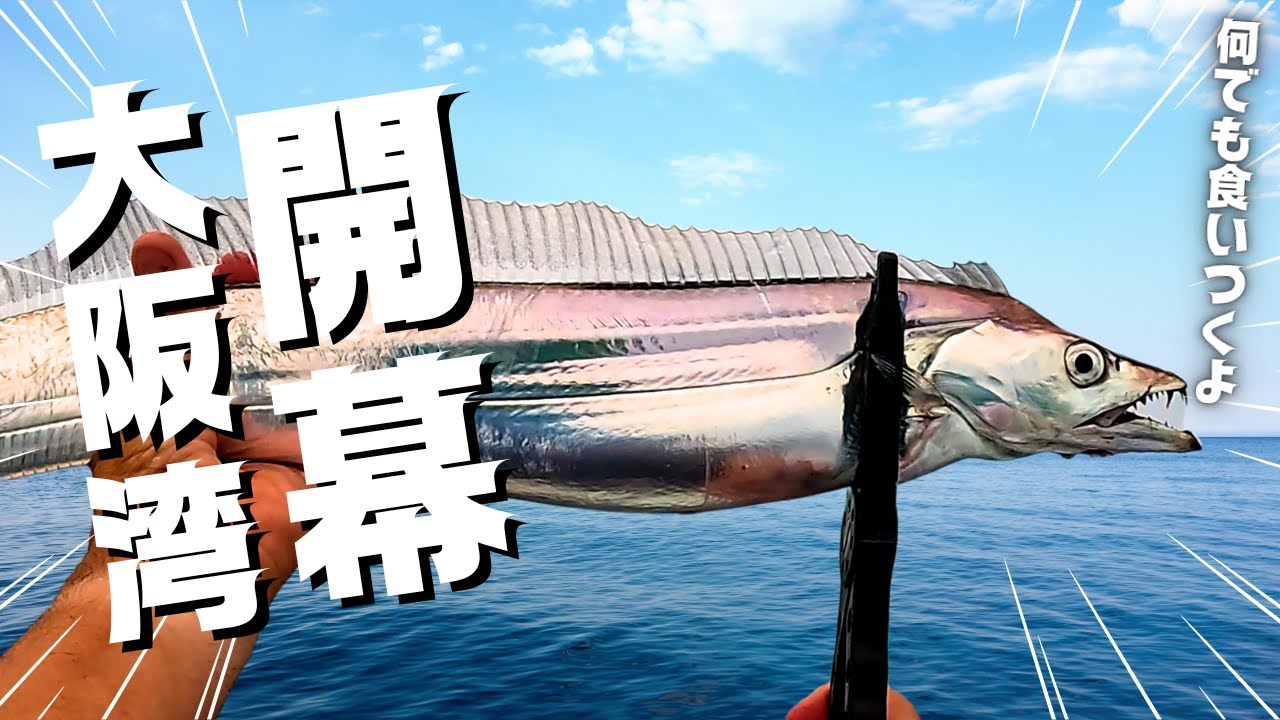 大阪湾太刀魚開幕｜テンヤでもジグでも爆釣！