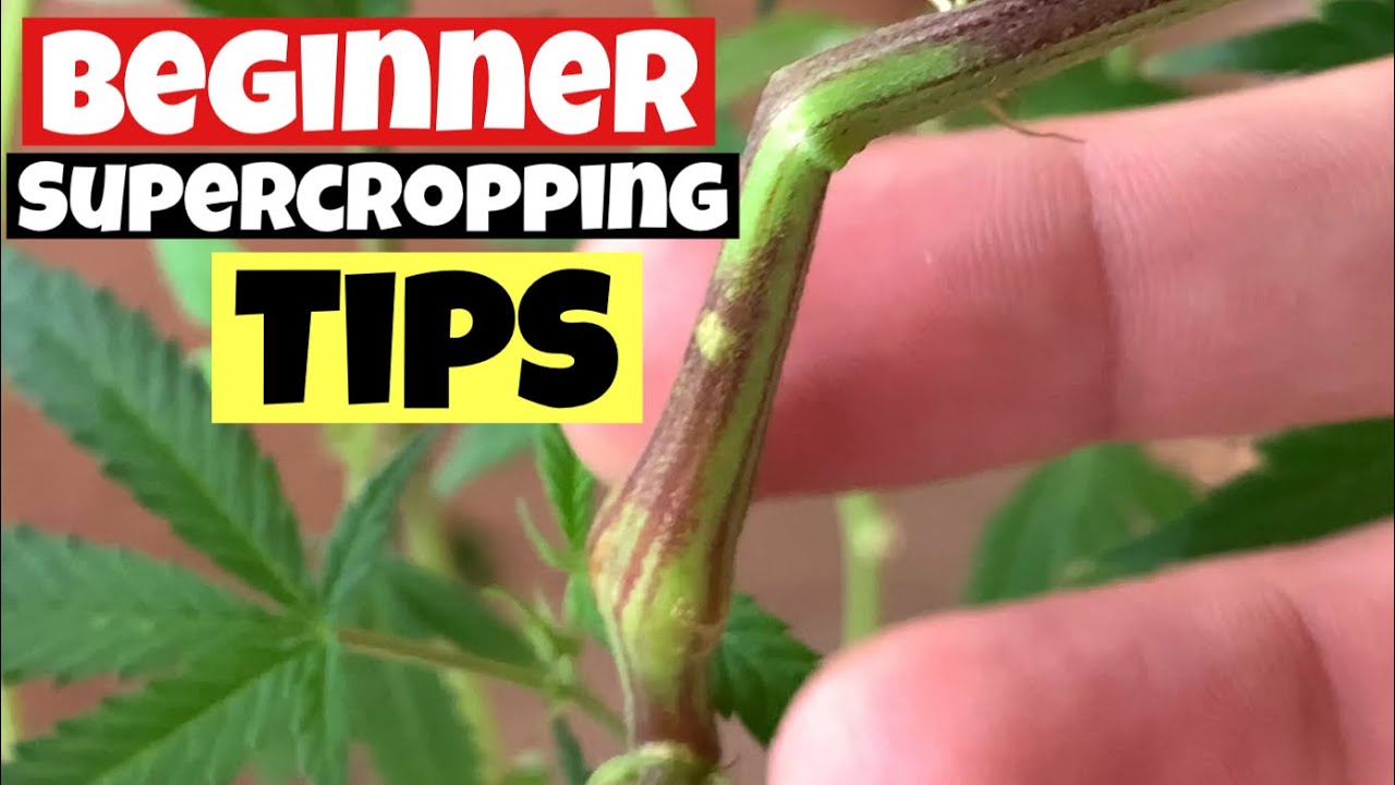 SUPERCROPPING TIPS FOR BEGINNER
