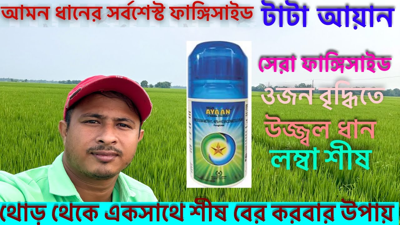 ধানে রোগ দমনে নতুন সমাধান | Tata Ayaan Fungicide Real Result | ফলন বাড়াবে Tata Ayaan