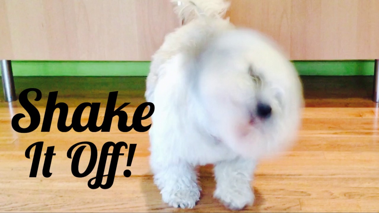 Shala Teaching: Shake It Off!