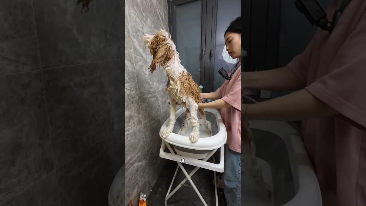 巨贵幼崽来家第一次洗澡全流程 #萌宠出道计划 #养狗经验分享 #新手养狗#狗狗洗澡#巨贵