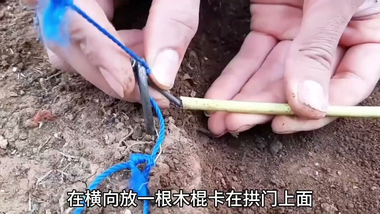 越南老表制作陷阱捕捉野兔