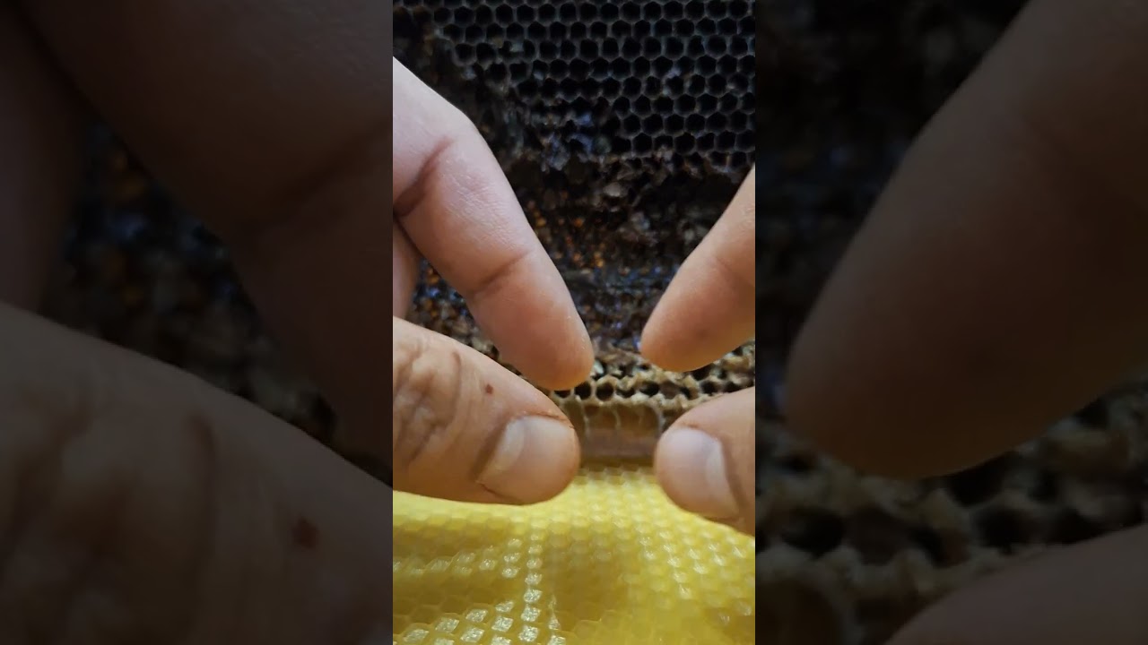 الشمع الطبيعي والصناعي وتكلفة مط الاساسات
