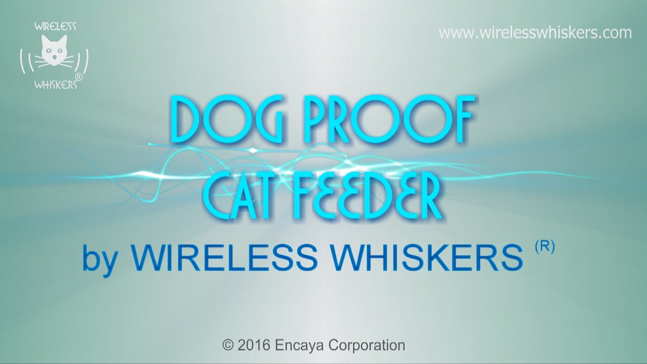 Dog Proof Cat Feeder