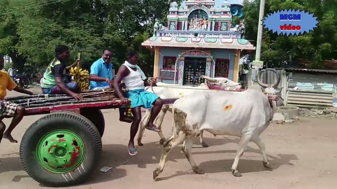 உச்சநத்தம் மாட்டுப் பொங்கல் 