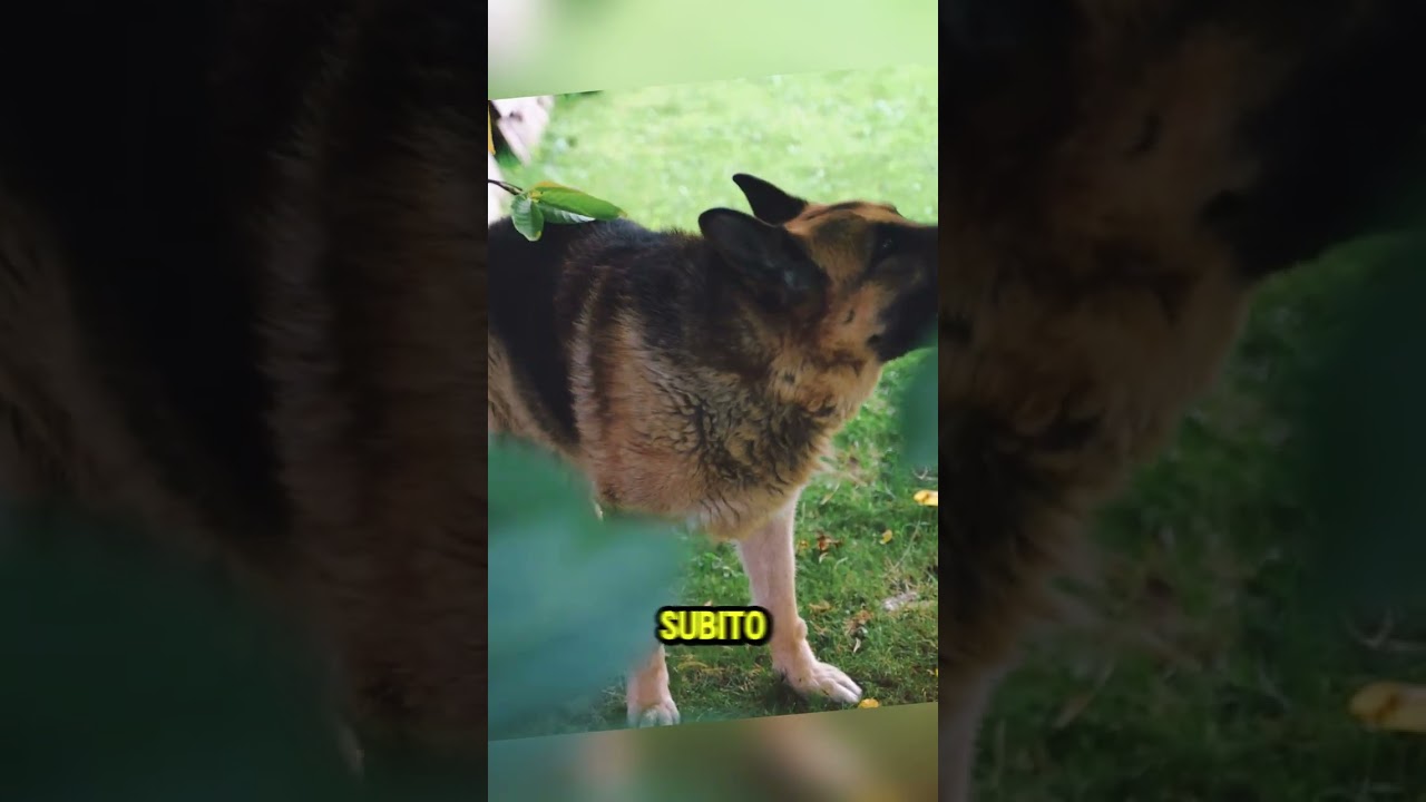 Il cane abbaia al ceppo&hellip; e scoprono l&rsquo;orrore