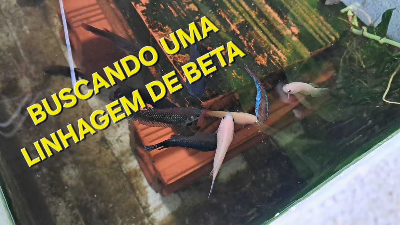 Peixe beta, buscando desenvolver uma linhagem.
