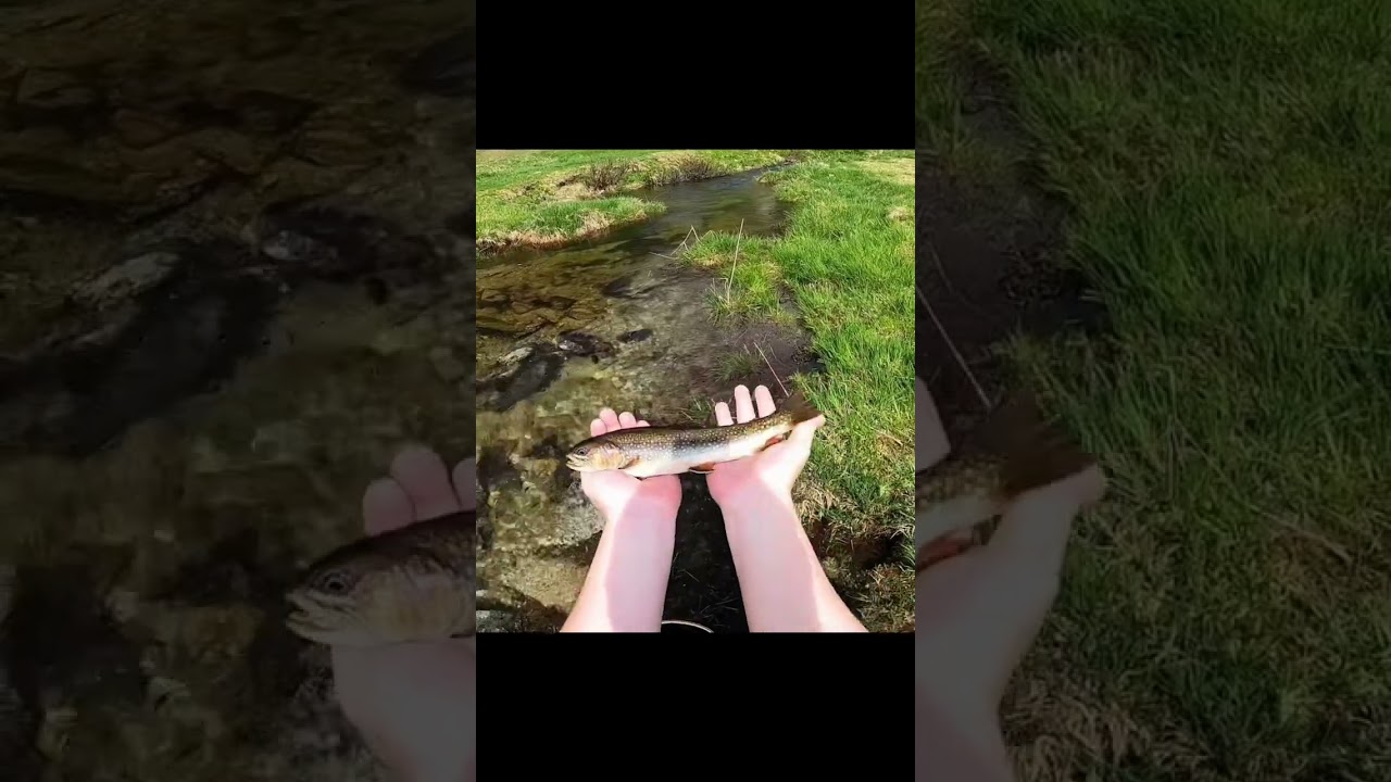Catching a Big Brook Trout in a Tiny Creek
