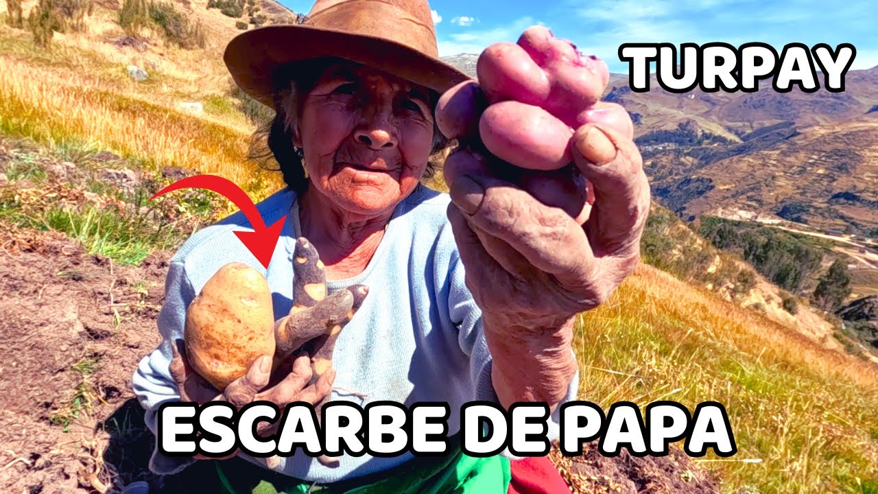 ANTIGUAS costumbres del PAPA ALLAY  en TURPAY Apurimac | MILENARIA fiesta del ESCARBE de PAPA